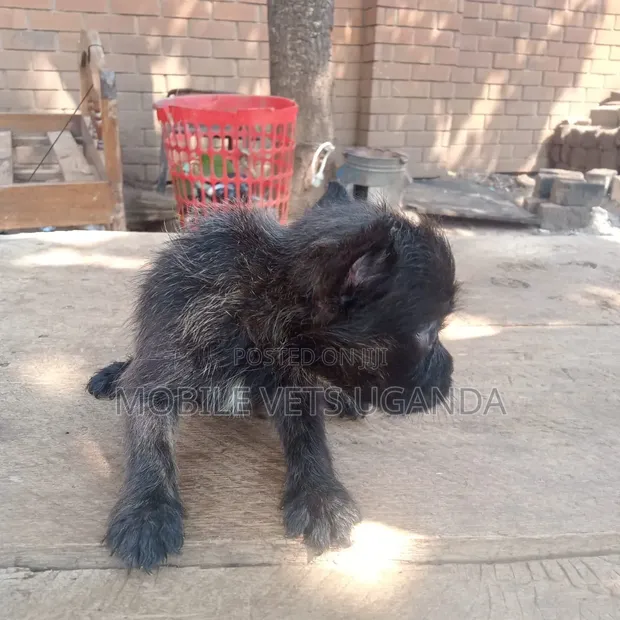 1-3 Month Male Purebred Chihuahua - 1
