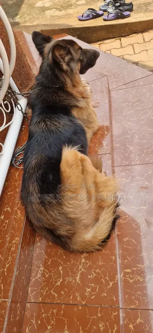 3-6 Month Male Purebred German Shepherd