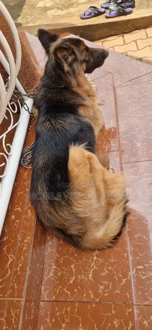 Female Purebred German Shepherd, 6-12 Months