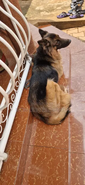 Female Purebred German Shepherd, 6-12 Months