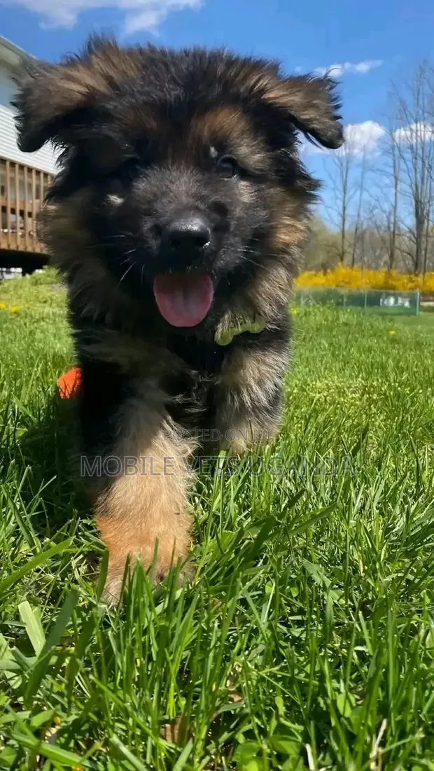 Female Purebred German Shepherd Puppy (1-3 Months) - 1