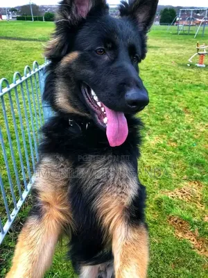 6-12 Month Male Purebred German Shepherd
