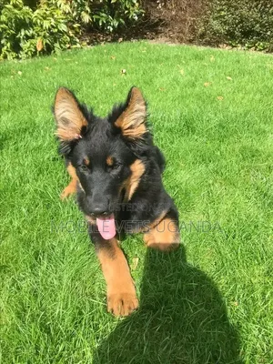 3-6 Month Male Purebred German Shepherd