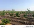 Fertile Mailo Land for Sale in Lwengo - 5
