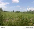 Industrial Land for Sale on Bukakatta Road - 3