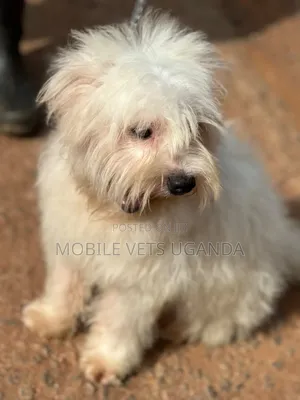 Purebred Maltese Puppy - 1-3 Months Old