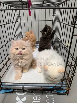 Purebred Persian Kitten - 1-3 Months Old