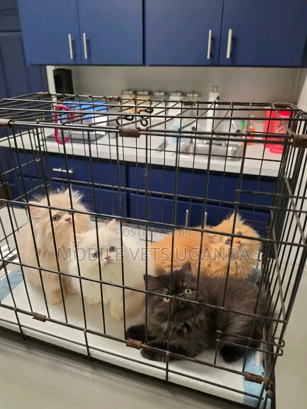 Female Purebred Persian Kitten (1-3 Months) - 1