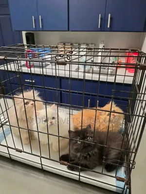 Female Purebred Persian Kitten (1-3 Months)