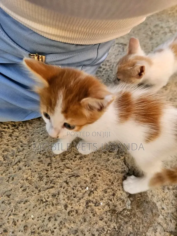 Female Balinese Kitten (1-3 Months) - 1