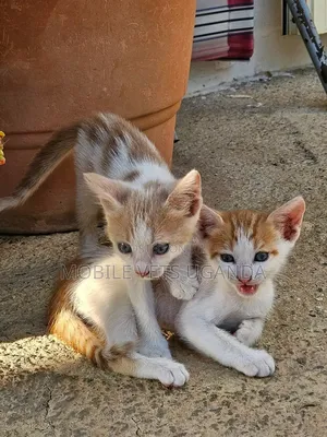 Purebred Bengal Kitten - 0-1 Month Female