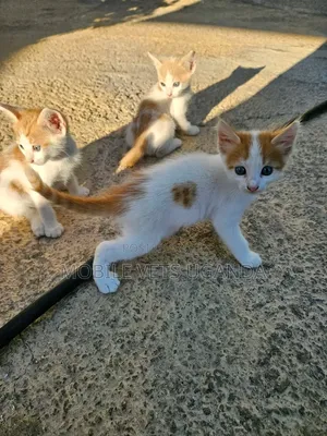 Female Exotic Kitten, 0-1 Month