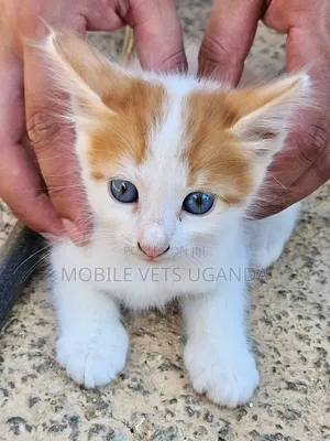 1-3 Month Male Purebred Exotic Kitten