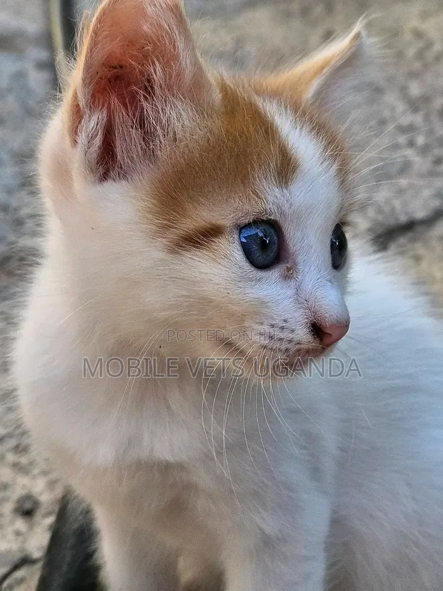 Male Exotic Kitten, 1-3 Months Old - 1