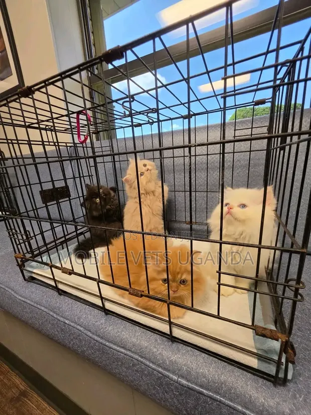 Female Purebred Persian Kitten (1-3 Months) - 1