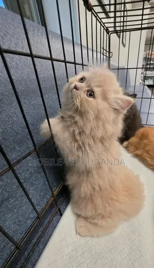 Purebred Persian Kitten - 0-1 Month Male