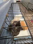 Purebred Persian Kitten - 0-1 Month Male - 2