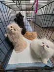 Purebred Persian Kitten - 0-1 Month Male - 3