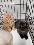 Purebred Persian Kitten - 0-1 Month Male - 4