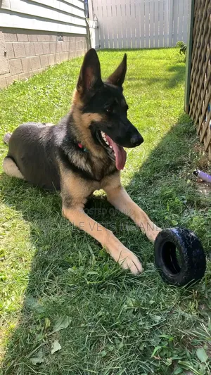 1-3 Month Old Male Purebred German Shepherd Puppy