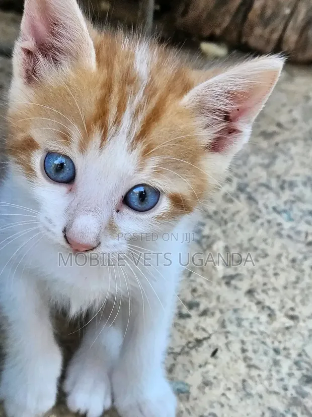 1-3 Month Male Purebred Exotic Kitten - 1