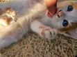 1-3 Month Male Purebred Exotic Kitten - 2