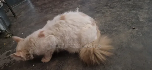 Purebred Bombay Kitten - 3-6 Months Female - 1