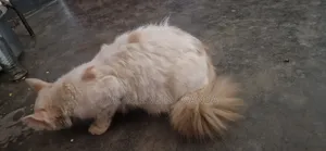 Purebred Bombay Kitten - 3-6 Months Female