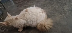Male Balinese Kitten, 6-12 Months