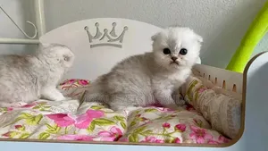 Female Purebred Persian Kitten (1-3 Months)