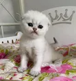 Female Purebred Persian Kitten (1-3 Months) - 2