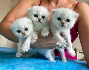 1-3 Month Male Purebred American Bobtail Kitten