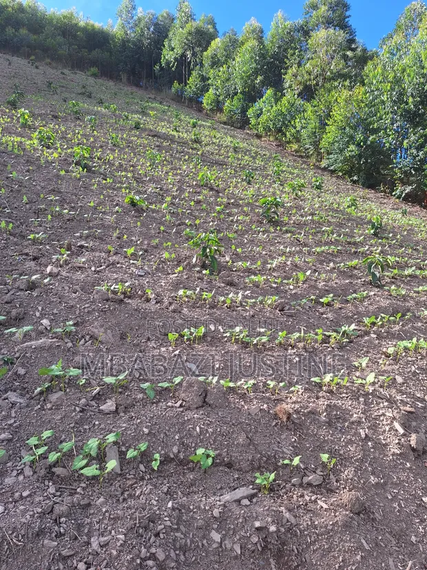Plot for Sale in Koranorya, Mbarara - 1