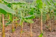 Plot for Sale in Koranorya, Mbarara - 2