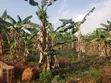 Plot for Sale in Gayaza Nakasajja - 4