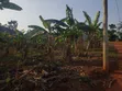 Plot for Sale in Gayaza Nakasajja - 5
