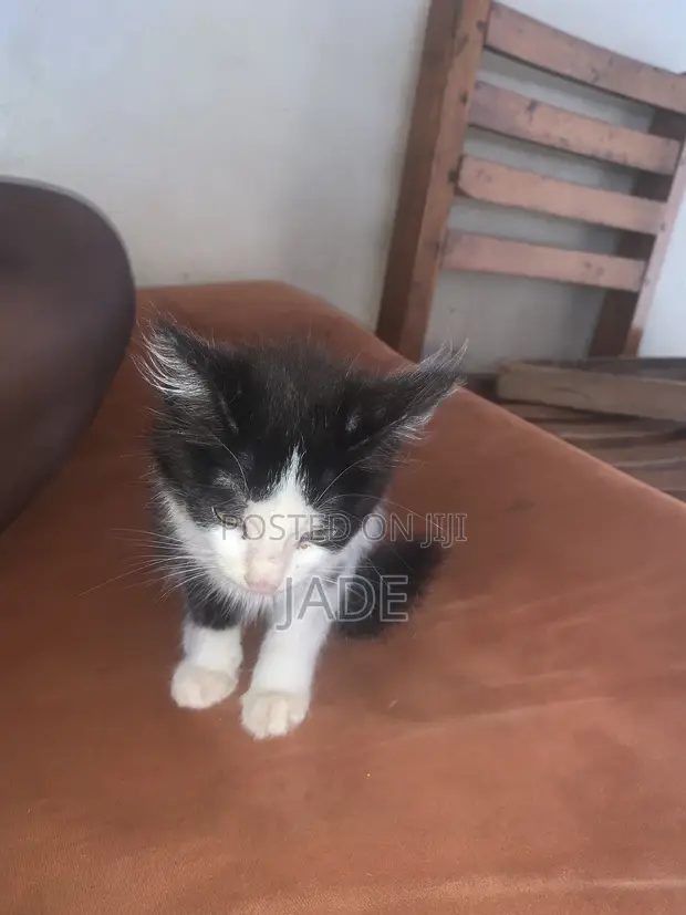 1-3 Month Female Mixed Breed Cat - 1