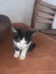 1-3 Month Female Mixed Breed Cat - 1