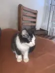 1-3 Month Female Mixed Breed Cat - 2