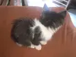 1-3 Month Female Mixed Breed Cat - 3