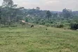 Prime Plots for Sale at Namusera, Wakiso - Tarmac View Divine Land Estate - 5