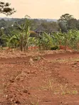 Prime Plots for Sale at Bulondo~Mabombwe, Wakiso - 4