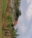 Titled Plot for Sale in Namulonge - 2