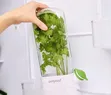 Vertical Fresh Herb and Asparagus Keeper - 2