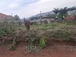 Bunamwaya Ngobe Hill Plot for Sale - 1