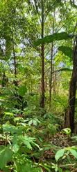 Kibanja Land for Sale - 1.25 Acres, Ntenjeru/Mukono - 2