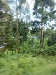 Kibanja Land for Sale - 1.25 Acres, Ntenjeru/Mukono - 3