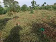 Kibanja Land for Sale - 1.25 Acres, Ntenjeru/Mukono - 5