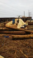 Sawdust/Wood Dust/Empumbu for Sale - 1