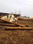 Sawdust/Wood Dust/Empumbu for Sale - 2